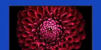 日本で最も人気のあるテレビブランド